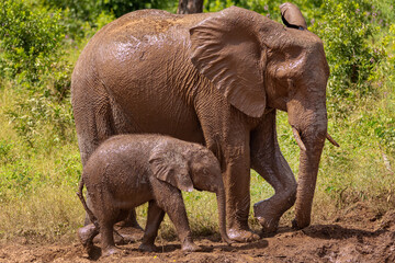 Fototapeta premium African bush elephant (Loxodonta africana), also known as the African savanna elephant - mother with calf after bath in mud with green background. Photo from Chobe River front Reserve in Botswana.