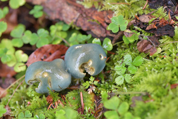 Kleinsporiger  Grünspanbecherling