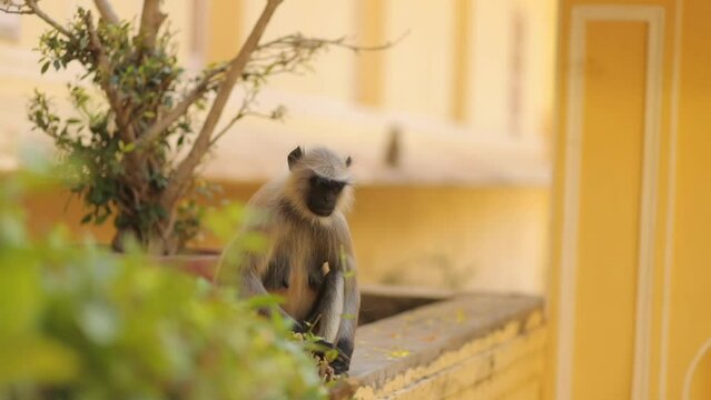 A slow motion of a langoor sitting and playing in New Delhi, India