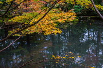 京都の秋
