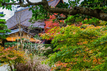 京都の秋