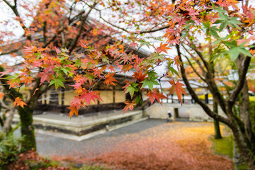 京都の秋