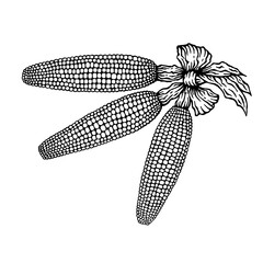 A vector image of a group of three corncobs, gathered in a bunch with a coat knitted in a bow, in the technique of black and white graphic on a white background (isolated object)