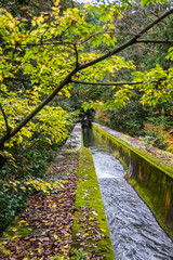 Obraz premium 京都の紅葉