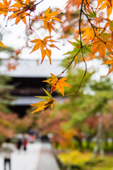 Naklejka na ściany i meble 京都の紅葉