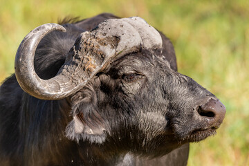 Portrait of African buffalo -  Syncerus caffer - with green background at  Chobe Riverfront National Park in Botswana.