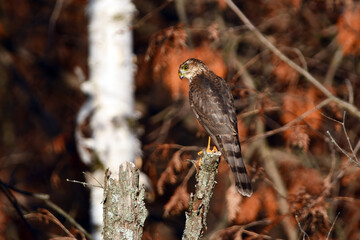 Fall scene of a Cooper hawk perched on a dead tree along the edge of the forest