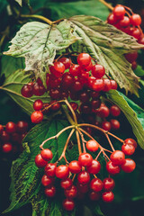 Autumn background with red berries of viburnum on a tree. September nature, plants wallpaper.