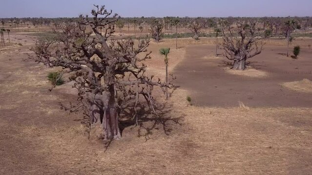 Aerial footage of savanna land scattered with baobab trees Adansonia digitata and some coconut trees, road passing in middle, Fatick, Senegal, going sideway between trees while panning.