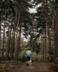 Obraz premium man and dog walking in woodland