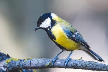 Great tit on branch with beautiful summer background. Little songbird in nature forest. Wildlife scene from nature.