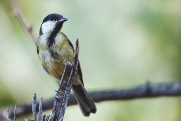 Great tit on branch with beautiful summer background. Little songbird in nature forest. Wildlife scene from nature.