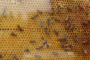 bees on honeycomb