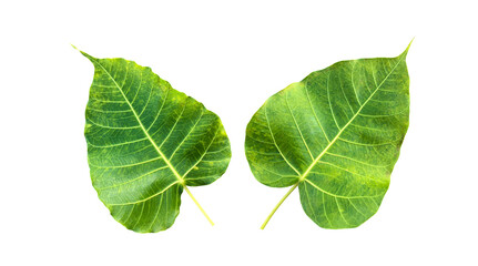 Isolated ficus religiosa leaf with clipping paths.