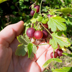 Female hand holding a bunch of gooseberries on a bush on a sunny day