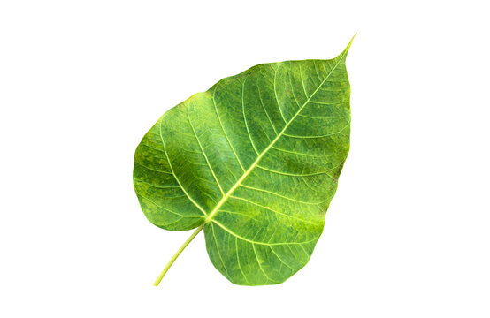 Isolated ficus religiosa leaf with clipping paths.