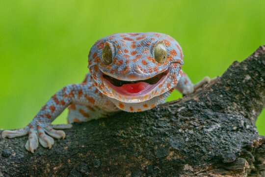 tokay gecko opening its mouth on a branch with green bokeh background