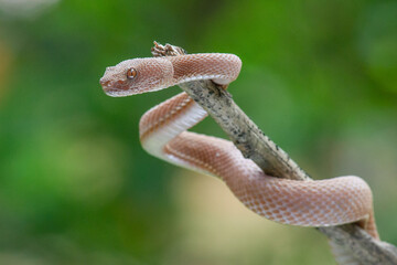 Brown mangrove pit viper Trimeresurus purpureomaculatus clinging on a branch