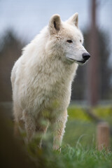 Hudson Bay wolf (subspecies of grey wolf) in captivity at Woodside Wildlife Park in Lincolnshire, UK