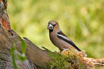 Portrait of a hawfinch male. (Coccothraustes coccothraustes) Wildlife scene from nature.