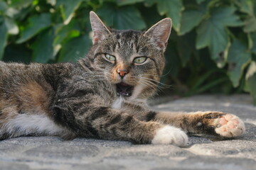 Obraz premium cute tabby cat resting and yawning while doing so- Portrait of a domestic cat. 