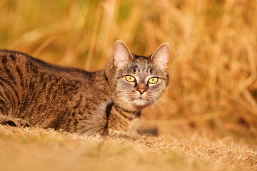 Portrait of a beautiful tabby cat in golden evening light. 