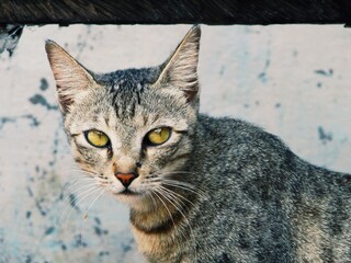 Obraz premium portrait of a cat