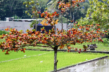 a Catappa tree with red leavess