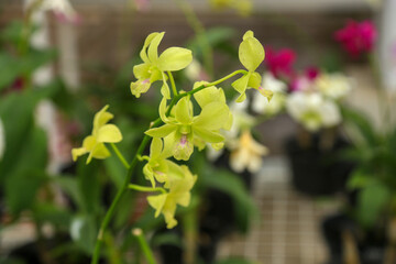 The Dendrobium aridang green orchid
