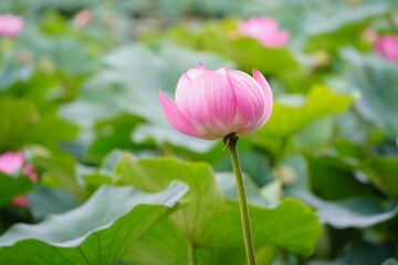 見ごろをむかえたハスの花