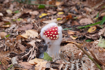A red mushroom with white dots and full of white fungus with the Latin name Schizophyllum commune