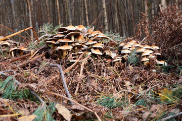The mushroom common sulfur head or in Latin Hypholoma fasciculare in a large group on withered leaves and branches in autumn