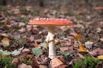 The white dots on the red cap of the mushroom with the Latin name Schizophyllum commune