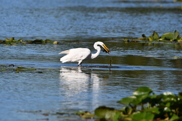 Great Egret bird standing in wetlands after catching a sunfish 