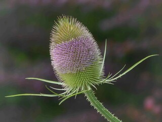 Wilde Karde in Blüte