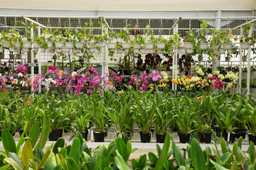 A paradise full of orchids