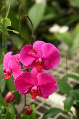 A sprig full of blooming orchid