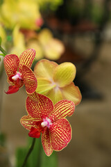 An awesome doritaenopsis blooming orchid