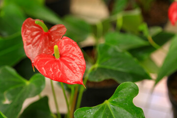 An amazing anthurium flowering plant