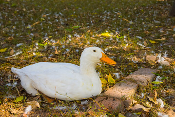 closeup white duck on farm yard