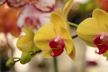 Fototapeta na wymiar A sprig of fresh orchid