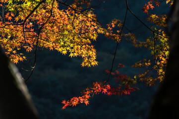 大阪府岸和田大威徳寺の秋風景