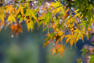 大阪府岸和田大威徳寺の秋風景