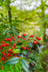 Obraz premium 大阪府岸和田大威徳寺の秋風景