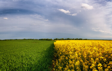 rapeseed field blue sky clouds summer beautiful view panorama landscape yellow flowers field blossoms