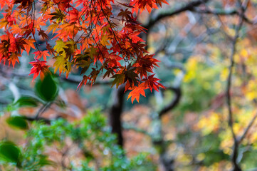 大阪府岸和田大威徳寺の秋風景
