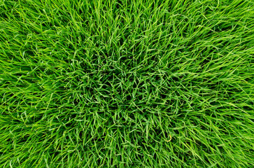 Green juicy grass field summer day green background pattern top view  abstraction freshness