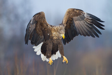 Flying Majestic predator White-tailed eagle, Haliaeetus albicilla in Poland wild nature