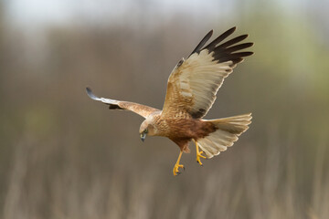 Birds of prey - Marsh Harrier  Circus aeruginosus hunting time bird landing spring time