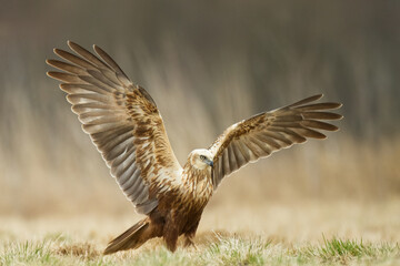 Birds of prey - Marsh Harrier  Circus aeruginosus hunting time bird landing spring time